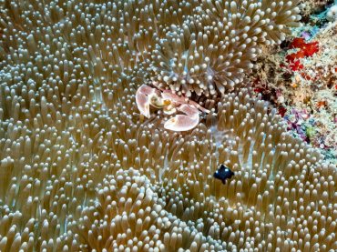 Copy of Copia di Temple Point_25 Diving Temple Point