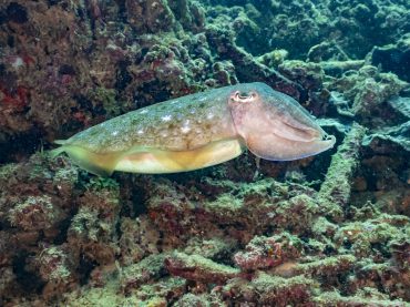 Copy of Copia di Temple Point_31 Copia Diving