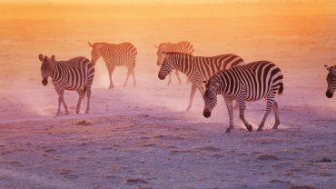 Safari Satao Camp - Temple Pointsatao-camp-zebra ZEbra